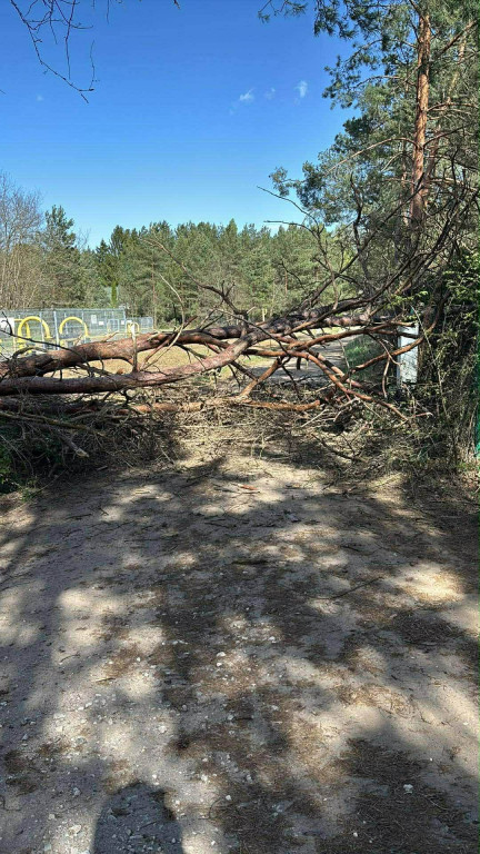 Silny wiatr przewracał drzewa
