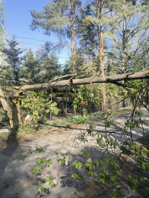 Silny wiatr przewracał drzewa