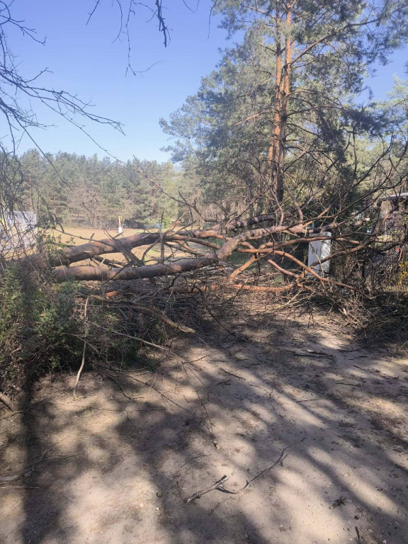 Silny wiatr przewracał drzewa