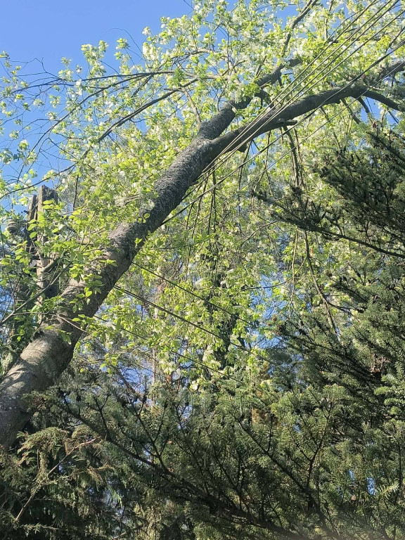 Silny wiatr przewracał drzewa