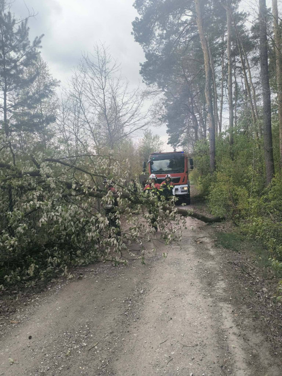 Silny wiatr przewracał drzewa