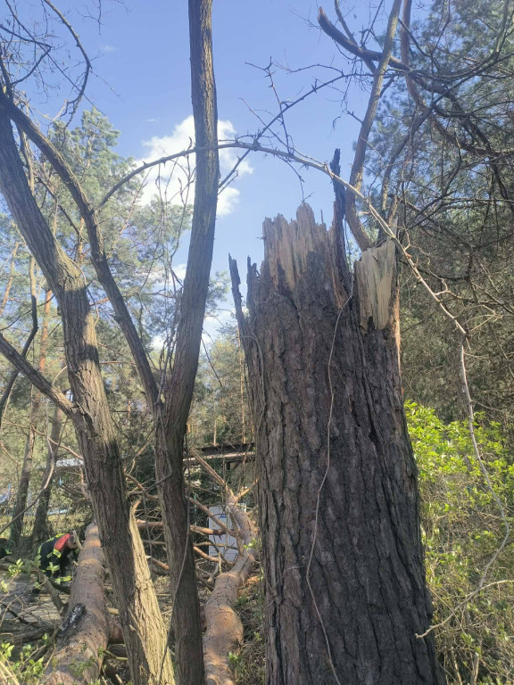 Silny wiatr przewracał drzewa