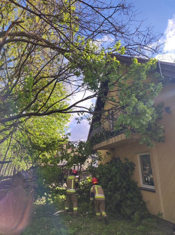 Silny wiatr przewracał drzewa