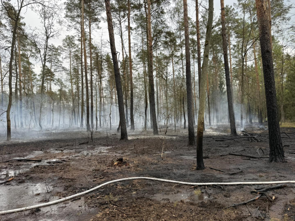 Siedem godzin walki z pożarem lasu w Czarnej Strudze