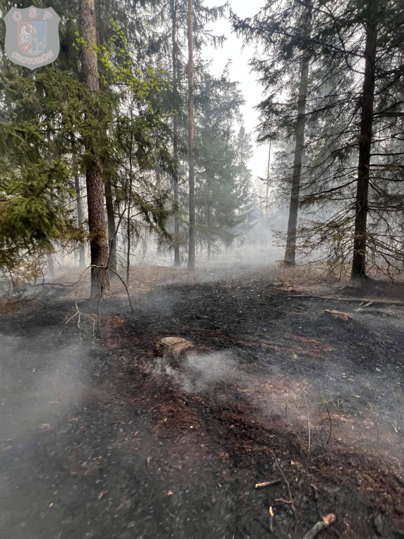 Siedem godzin walki z pożarem lasu w Czarnej Strudze