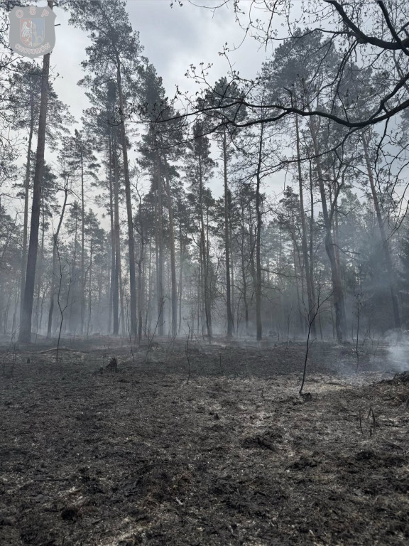 Siedem godzin walki z pożarem lasu w Czarnej Strudze