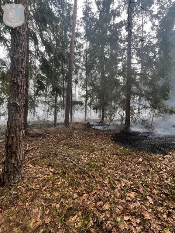 Siedem godzin walki z pożarem lasu w Czarnej Strudze