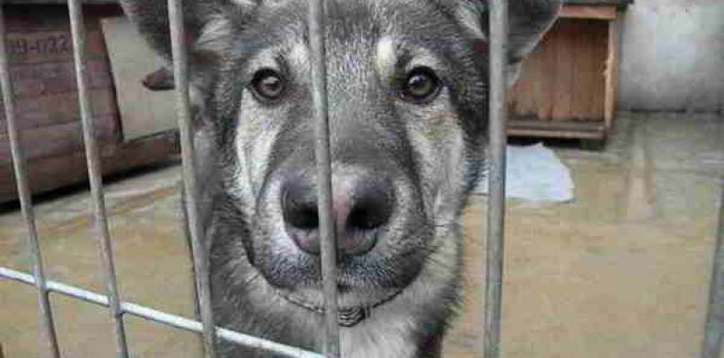 Józefów:  "Nie będziemy usypiać psiaków"