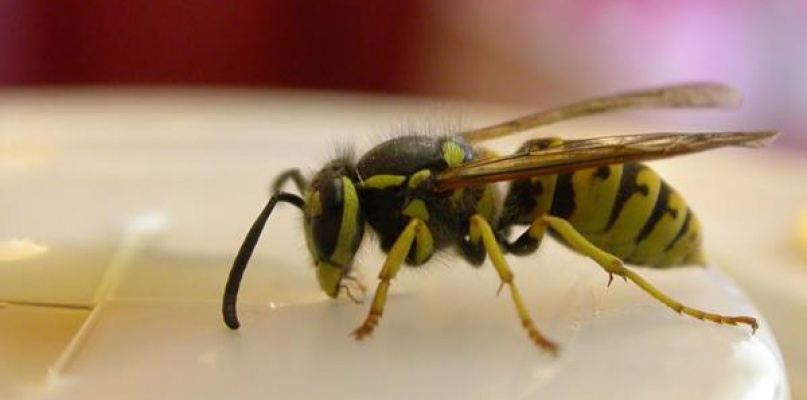 Owady mogą pozbawić życia