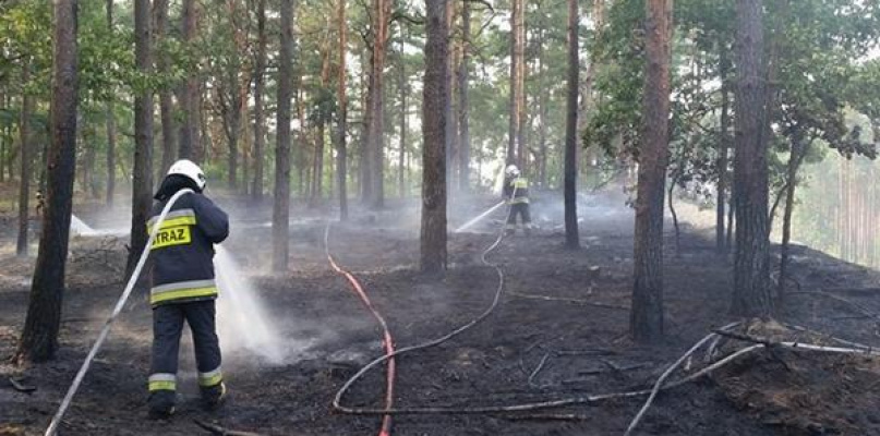 Nieporęt: Spłonęło 0,15 hektara lasu