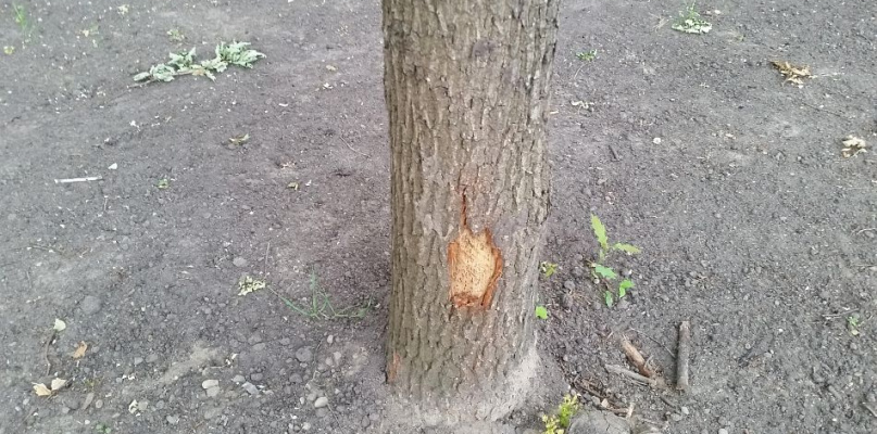 Legionowo: Park Zdrowia dopuszczony do użytku. Co z okaleczonymi drzewami?