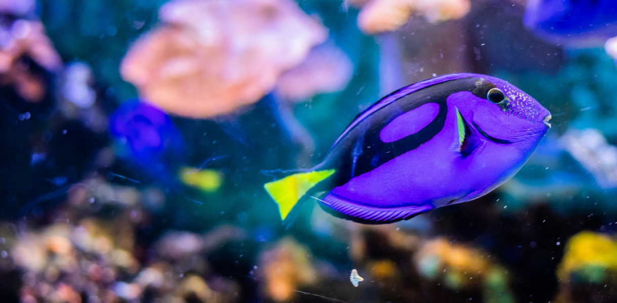 Czy warto napowietrzać małe akwarium?