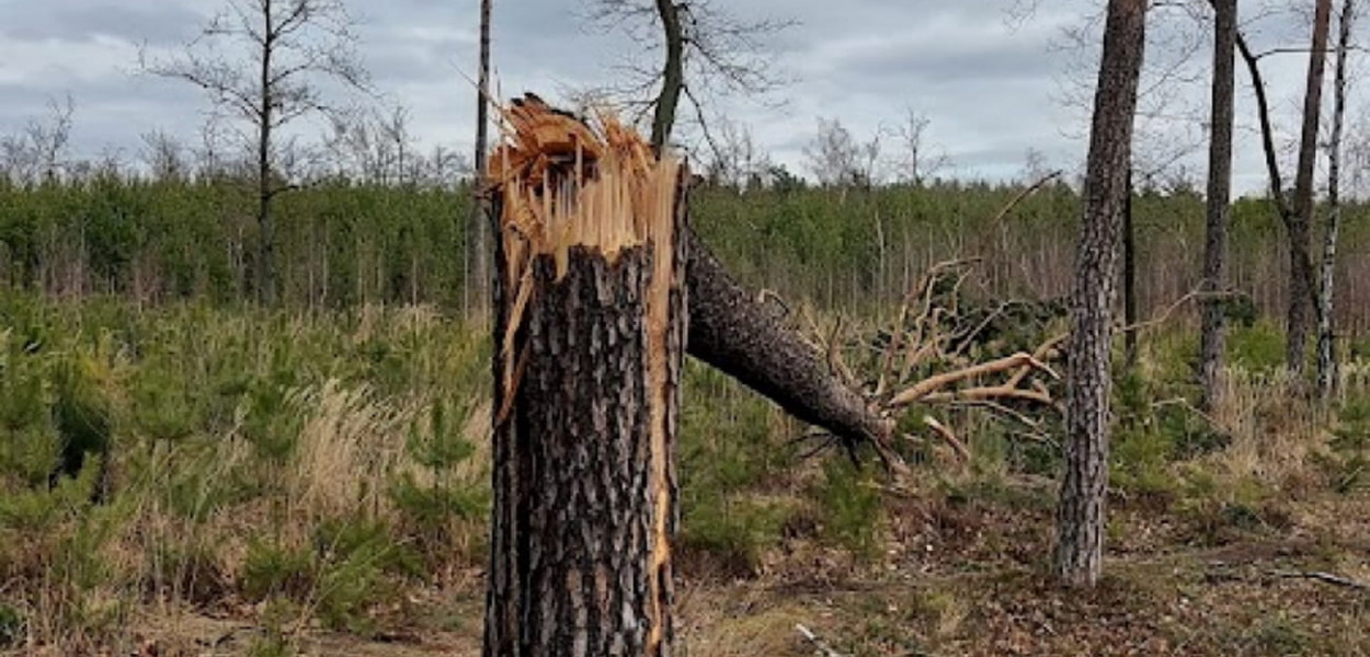 Skutki wichury z 19 lutego 2022. Fot. Legio24.pl