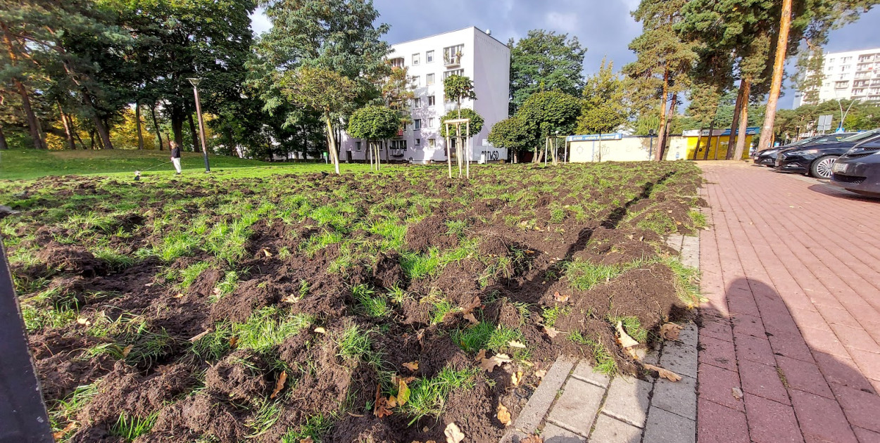 Trawnik zryty przez dziki. Fot. arch. Legio24.pl