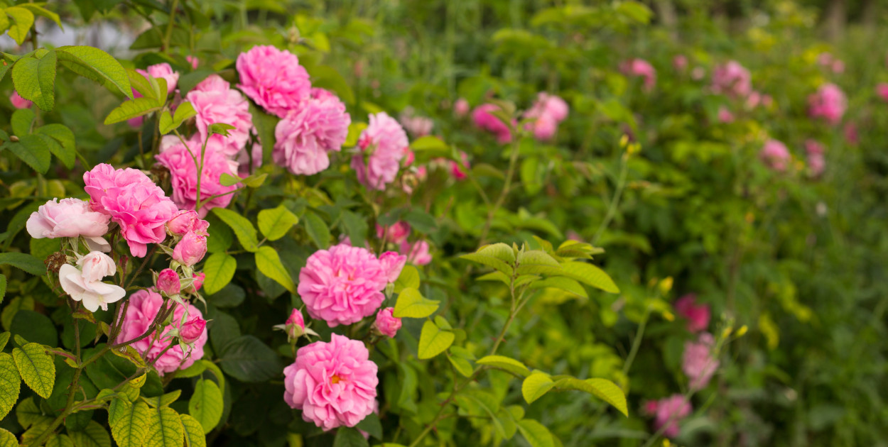 Róża damasceńska — jakie ma właściwości?