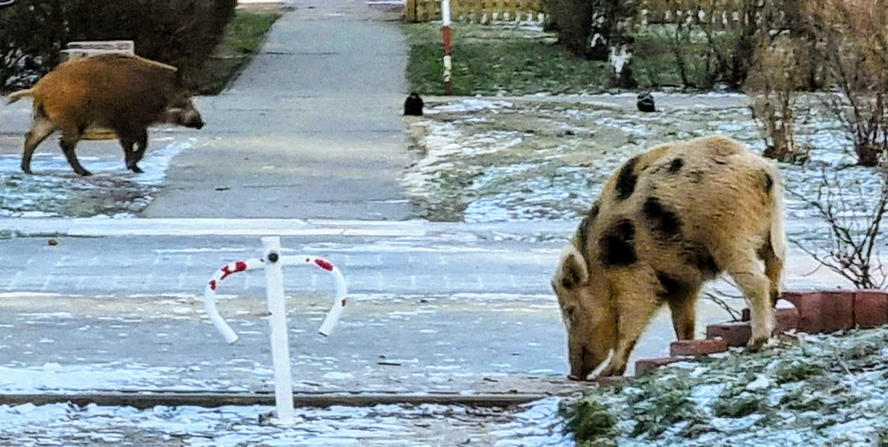 Legionowo: Dziki znowu w mieście. Łatek też