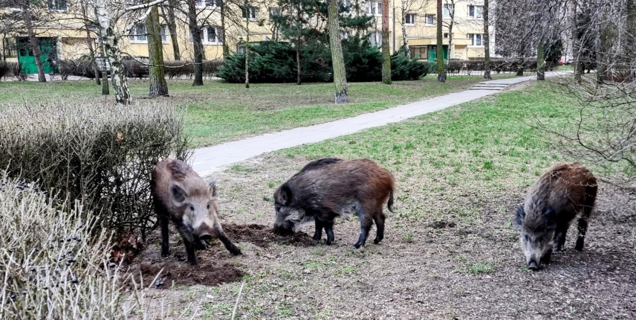 Legionowo: Dziki znów w mieście