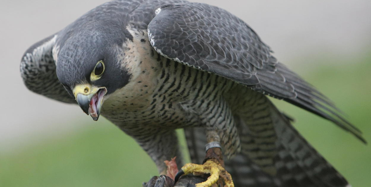 Warszawa: Franek, legendarny sokół z PKiN, nie żyje