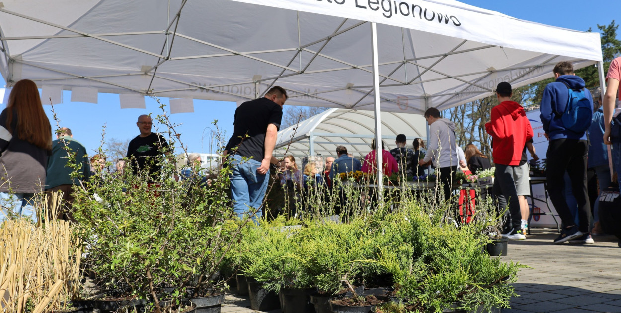 Legionowo: Miasto rozda rośliny ozdobne mieszkańcom. Kto skorzysta?
