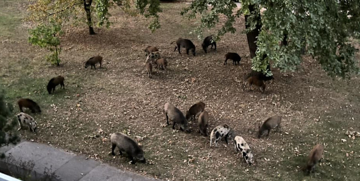 Dziki na terenie przy Królowej Jadwigi w Legionowie. Fot. Czytelniczka
