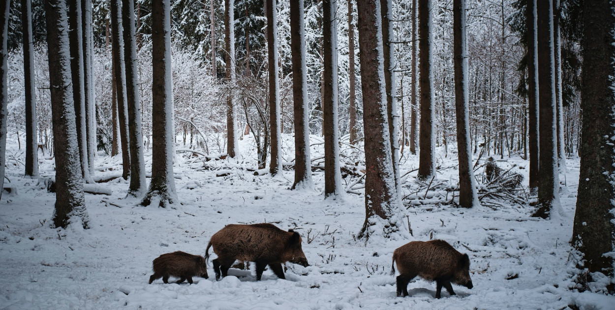 Będzie dodatkowy odstrzał dzików.  Zdj. ilustracyjne, źródło: unsplash.com