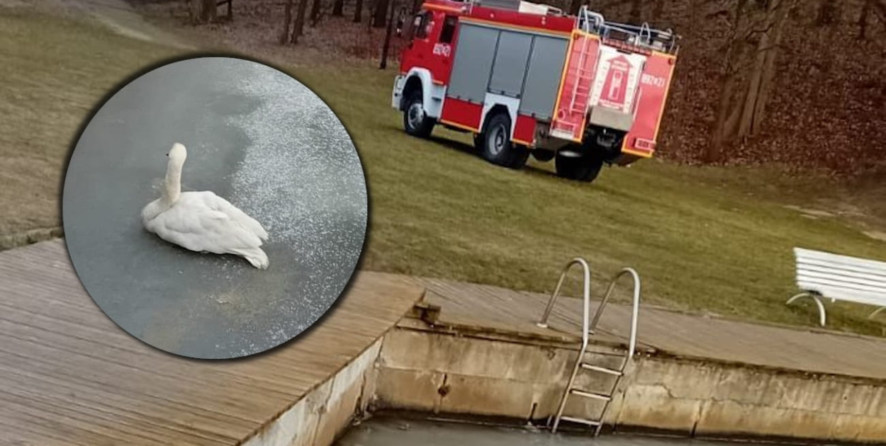 Strażacy pomogli rannemu łabędziowi. Fot. WSP Zegrze