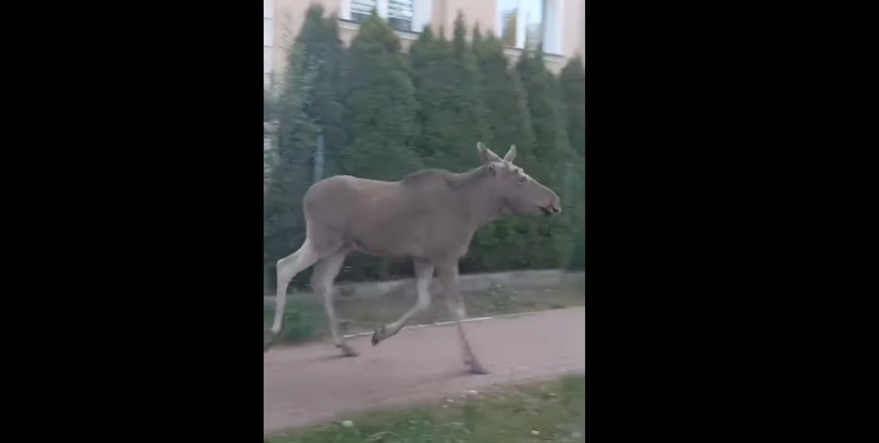Łoś spaceruje po Legionowie. Fot. screen z nagrania UM Legionowo