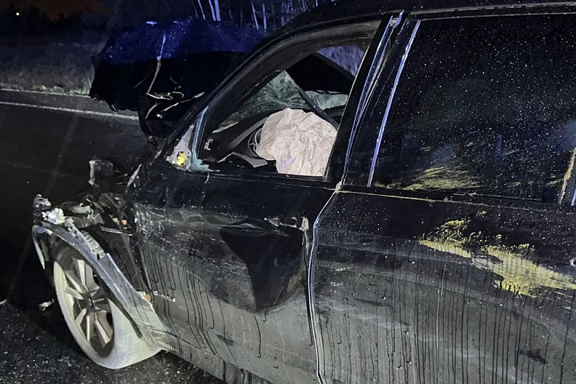 Zderzenie z łosiem na obwodnicy Serocka