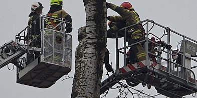 Chotomów: Bezpieczniej na Partyzantów. Strażacy usunęli suchą topolę-133268