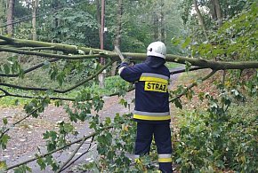 Komornica: Uszkodzone drzewo przyczyną przerw w dostawie prądu-137443