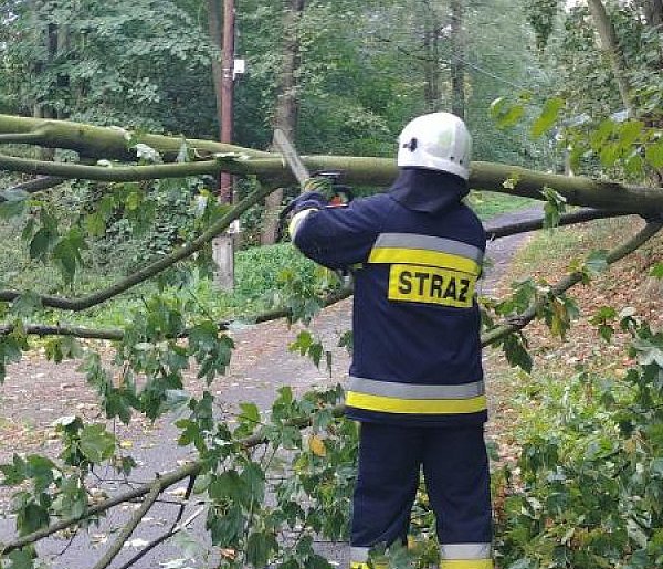 Komornica: Uszkodzone drzewo przyczyną przerw w dostawie prądu-137443