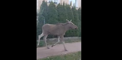 Łoś spacerujący ulicami Legionowa postawił na nogi służby [WIDEO]-137534