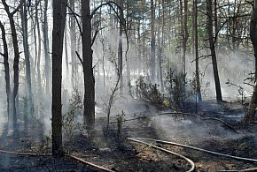 Nowa Wieś: Przy ul. Opłotki spaliło się ok. 3 tys. m kw. poszycia leśnego-137697