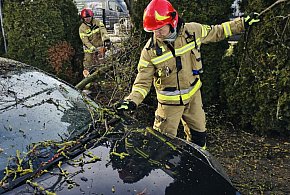 Zegrze: Przy Juzistek konar drzewa spadł na dwa samochody-137752