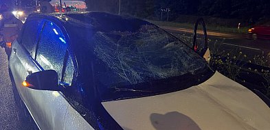 Toyota zderzyła się z łosiem na DK61 w Jabłonnie.  Zwierzę nie przeżyło-138367