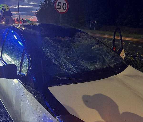 Toyota zderzyła się z łosiem na DK61 w Jabłonnie.  Zwierzę nie przeżyło-138367