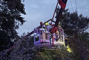 Legionowo: Na ul. Kościuszki konar drzewa spadł na samochód-138814