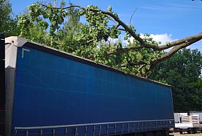 Jabłonna: Konar drzewa spadł na ciężarówkę-139574