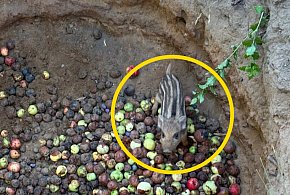Chotomów: Druhowie z OSP uratowali małego dzika-139577