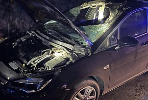 Groźny wypadek na DK62. Łoś wbiegł wprost pod samochód-139994
