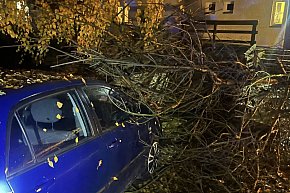 Wichura w powiecie legionowskim-2717