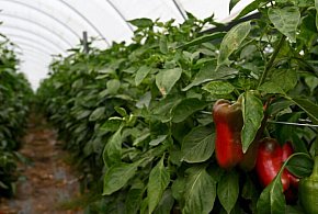 Producent papryki: najgorszy sezon od pięciu lat, nie ma chętnych do sku...-141668