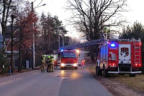 Michałów-Grabina: Uszkodzone drzewo zagrażało linii energetycznej-142625