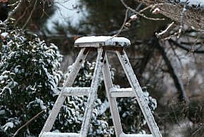 Legionowo: Wszedł na drzewo i nie mógł zejść. Interweniowali strażacy-142635