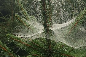 Kupujesz żywą choinkę na święta? Ten szczegół łatwo przeoczyć-143216