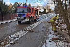 Legionowo: Na tyłach Areny drzewo przewróciło się na ulicę-143752
