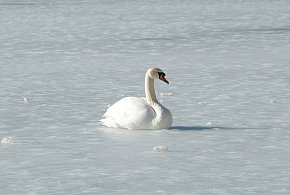 Przymarznięty łabędź na Jeziorze Zegrzyńskim. Interweniowali strażacy-144091