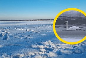 Cupel: Strażacy i LWOPR próbowali pomóc łabędziowi