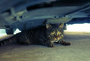 Nie miała pojęcia, że w komorze silnika wiezie kota. Interweniowali strażacy