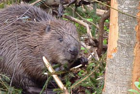 Bóbr na drodze krajowej nr 61 w Michałowie-Reginowie. Interweniowali strażacy